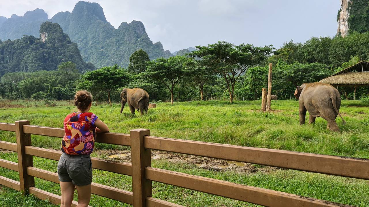 Olifanten in Elephant Hills, Khao Sok