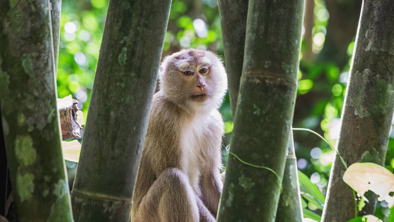 Aap in Khao Sok National Park