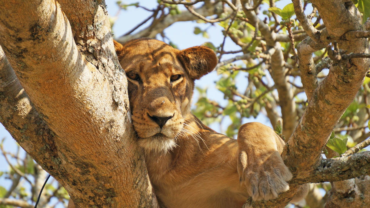 Leeuw in Queen Elizabeth National Park