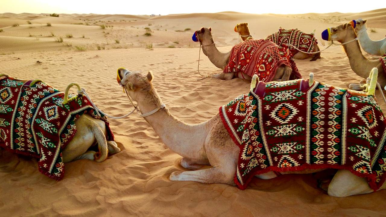 Kamelen in de woestijn bij Dubai