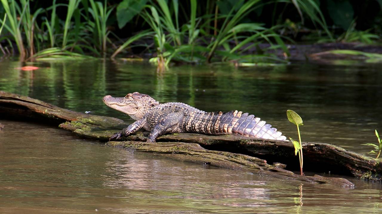 Krokodil in de moerassen van New Orleans