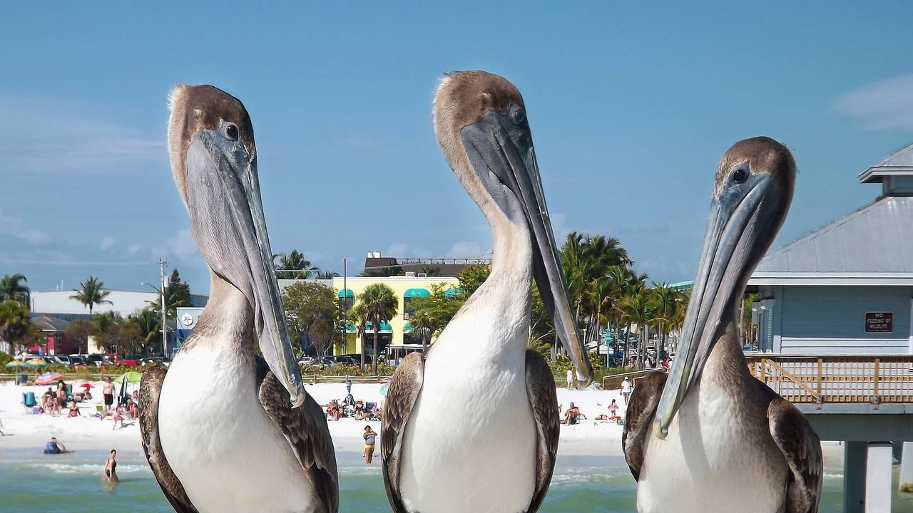 Pelikanen op het strand in Florida