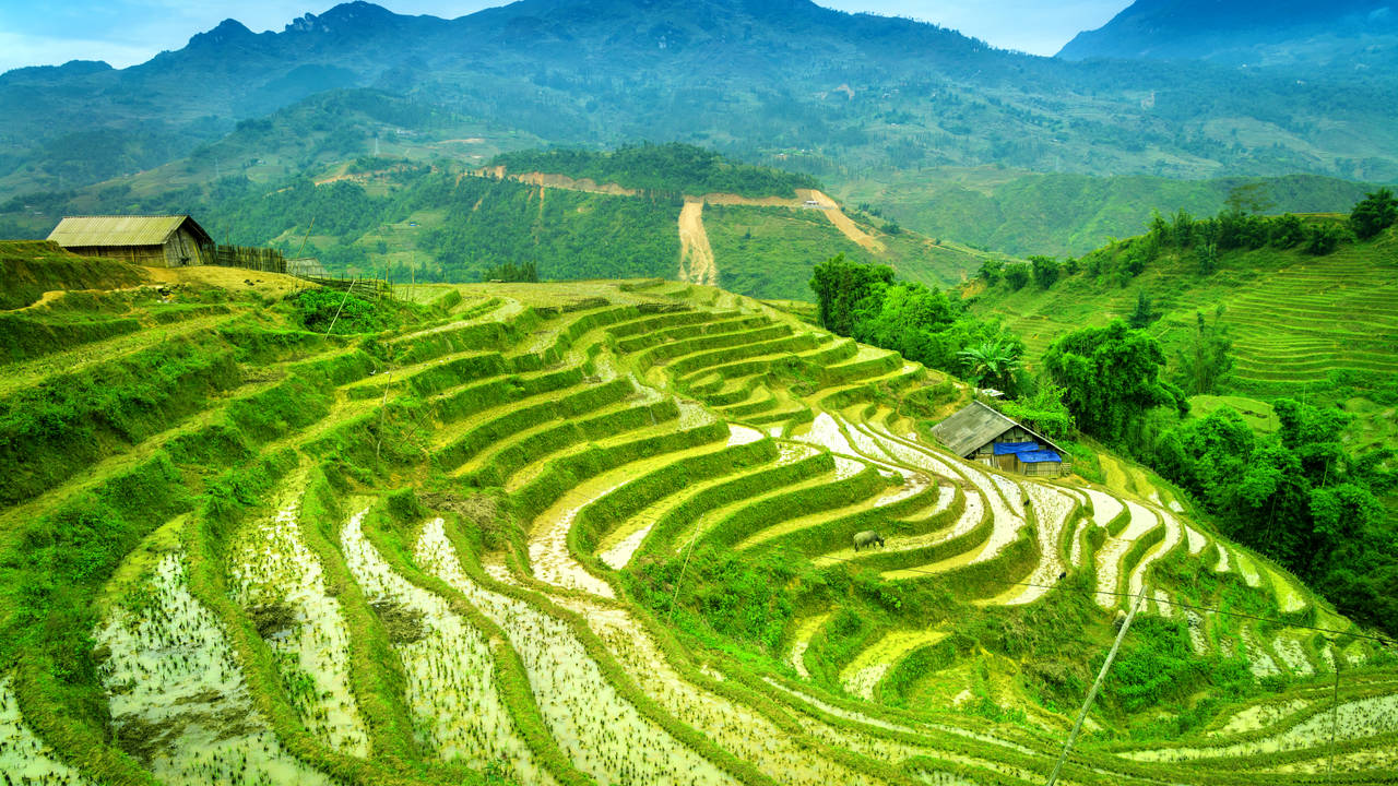 Rijstterrassen in Sapa