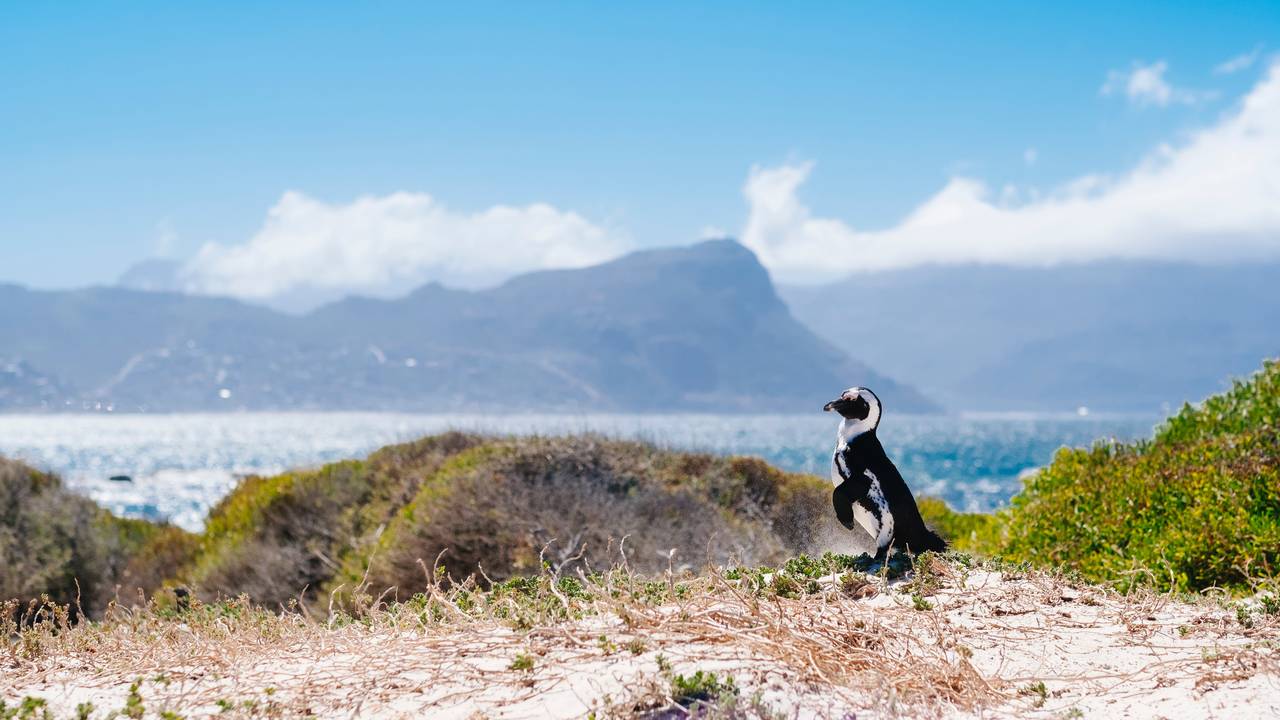 Pinguïn op Boulders Beach in Zuid-Afrika