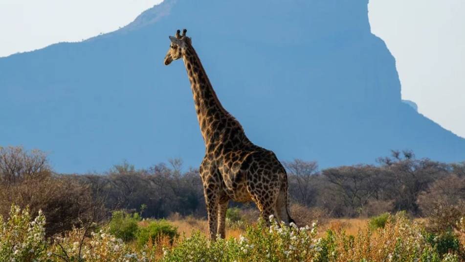 Giraffe in Entabeni