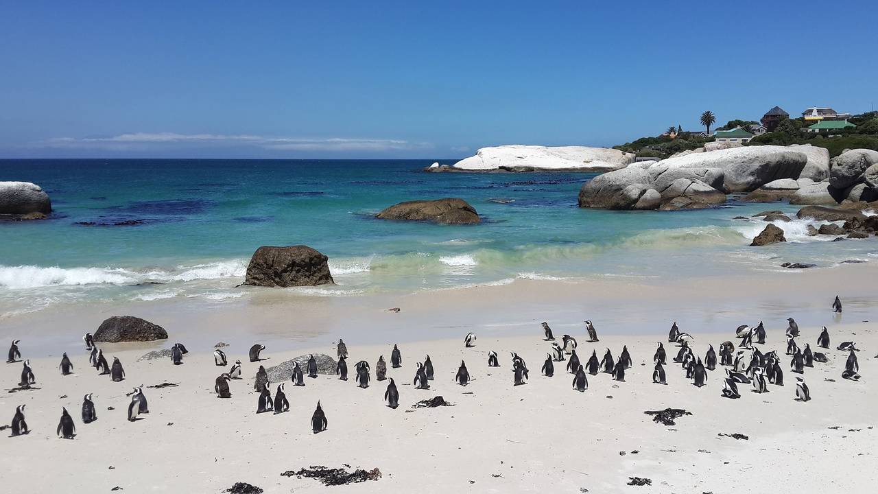 Pinguins in Kaapstad