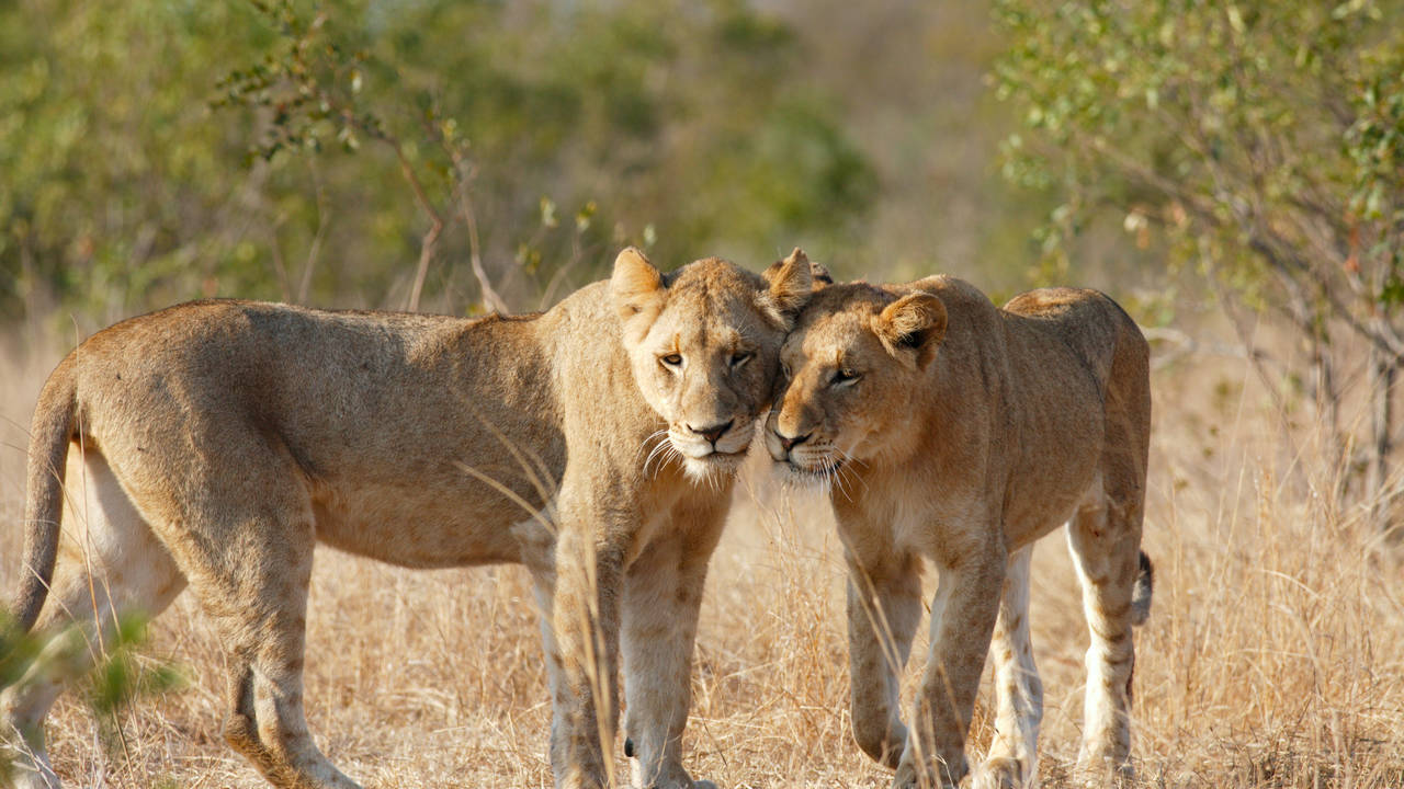 Leeuwen in het Krugerpark
