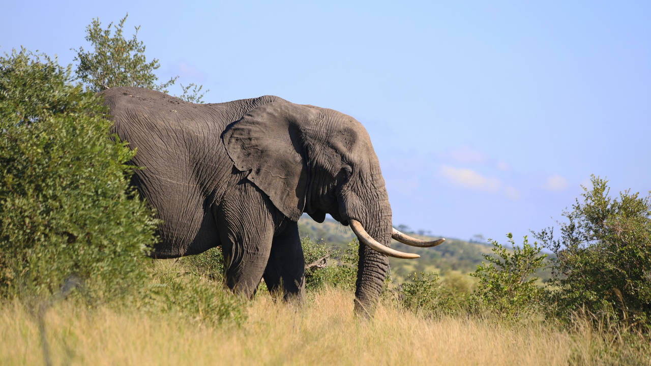 Olifant in het Krugerpark