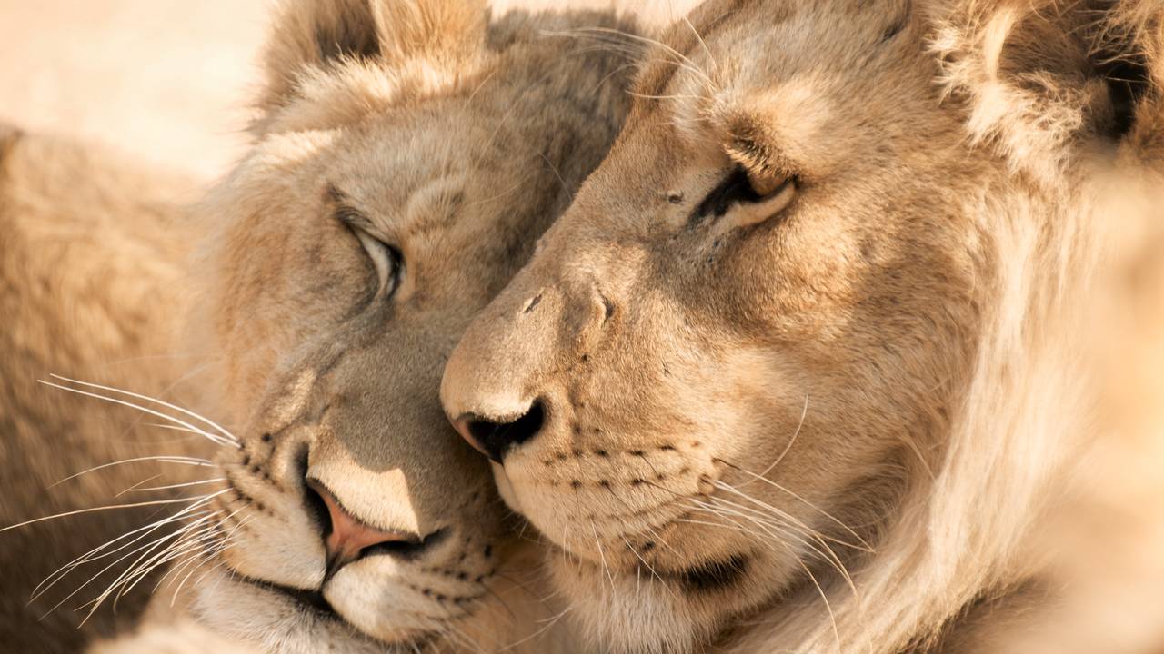 Leeuwen in Zuid-Afrika