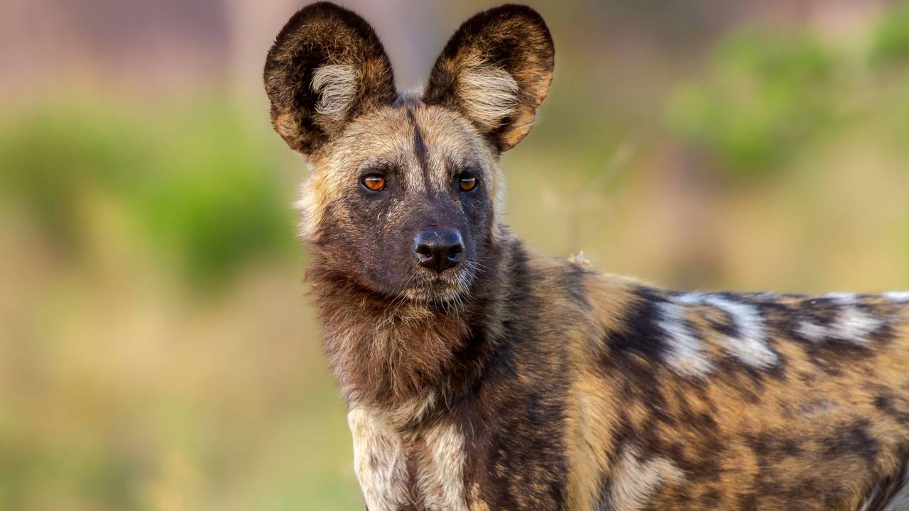 Afrikaanse wilde hond