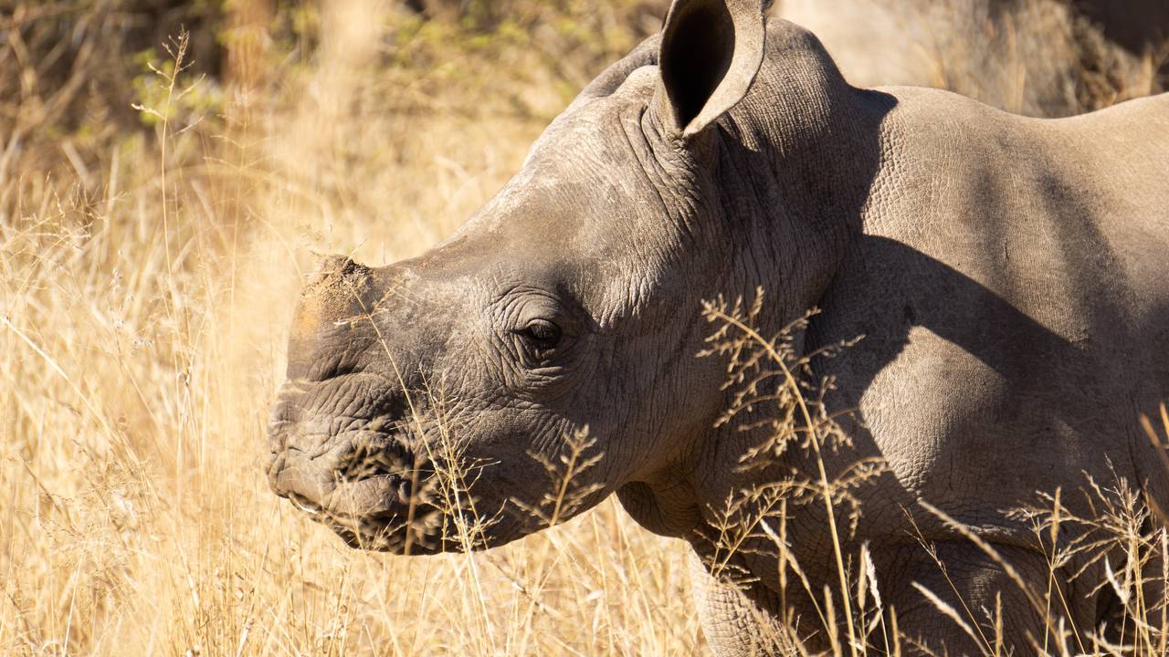 Neushoorn in Pilanesberg