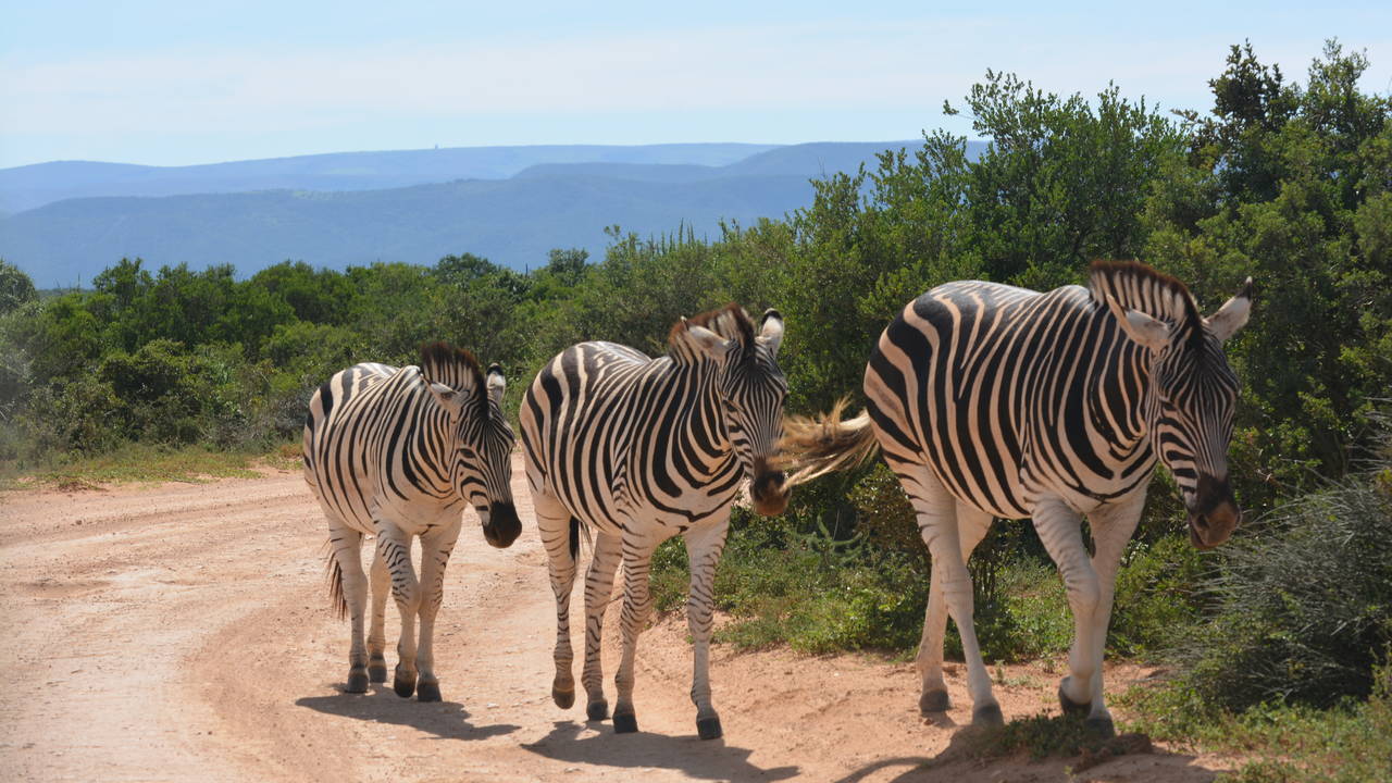 Zebra's in het Addo National Park