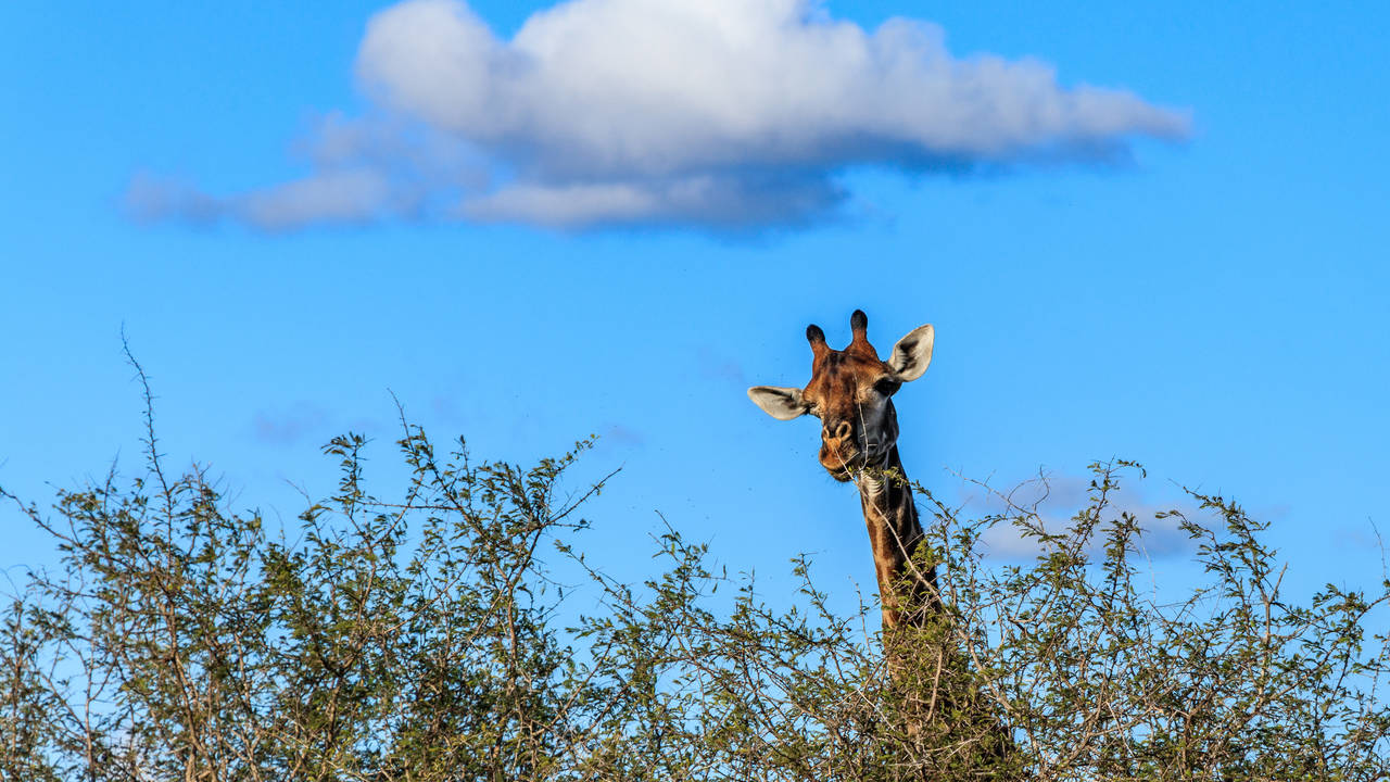 Giraffe in het Krugerpark