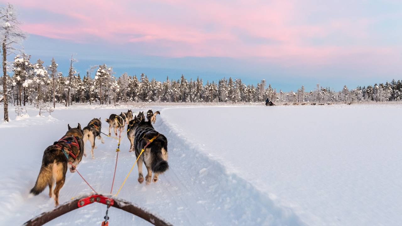 Husky sledetocht in Zweeds Lapland