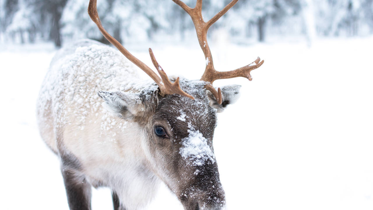 Rendier in Zweeds Lapland