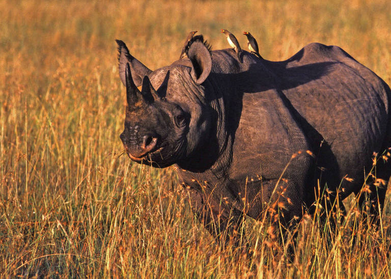 Neushoorn in Tsavo National Park