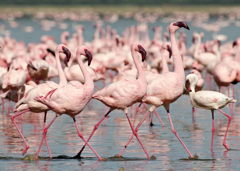 Flamingo's in Lake Naivasha