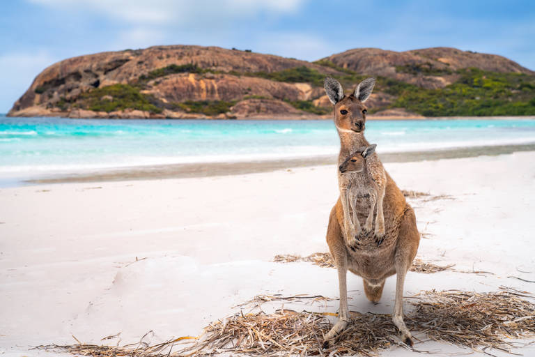 Lucky Bay, Cape le Grand