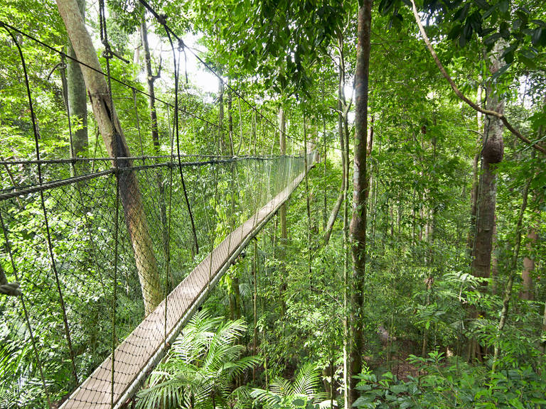 Canopy Walk, Teman Negara, West-Maleisië