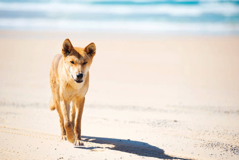 Dingo op Fraser Island, Queensland