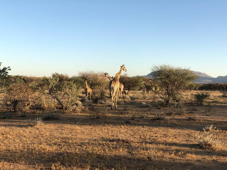 Giraffen in Erindi Private Game Reserve