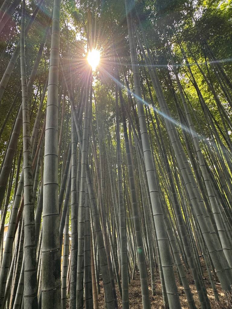 Bamboo Forest nabij Kyoto