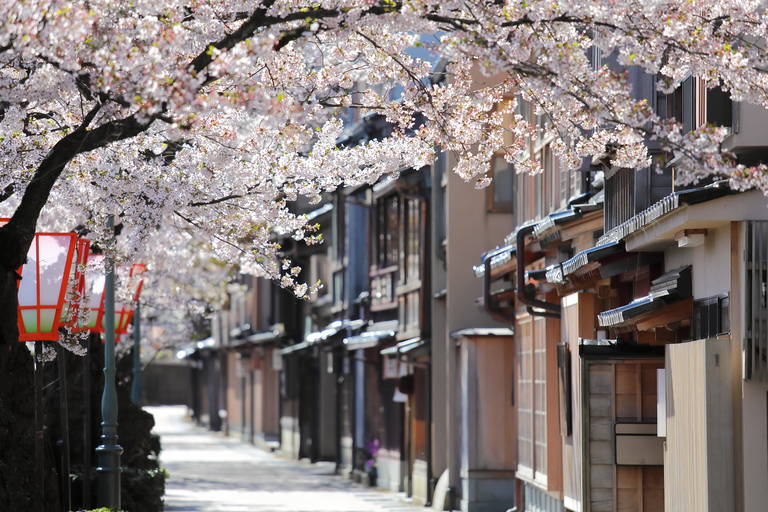 Kersenbloesem in Kanazawa