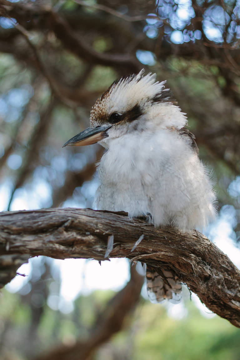 Kookaburra in Wilsons Promontory