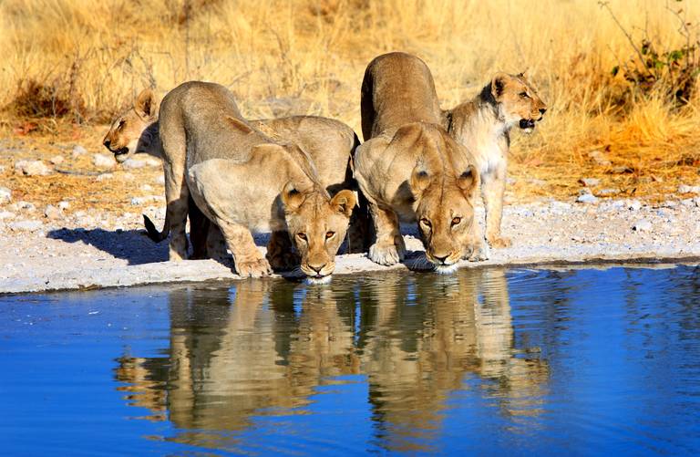 Leeuwen in Etosha National Park