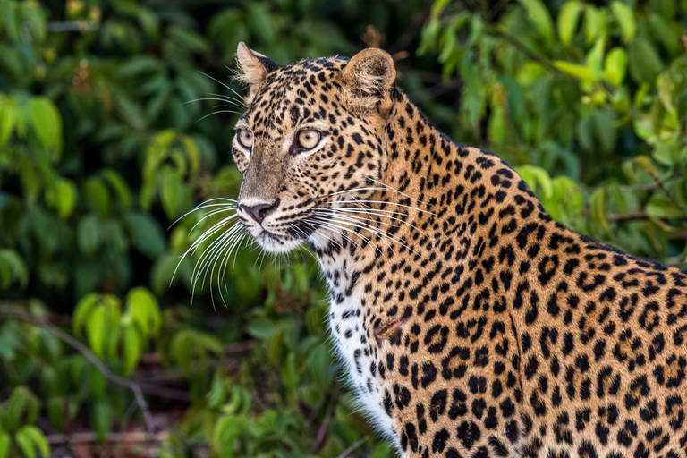 Luipaard in Wilpattu National Park