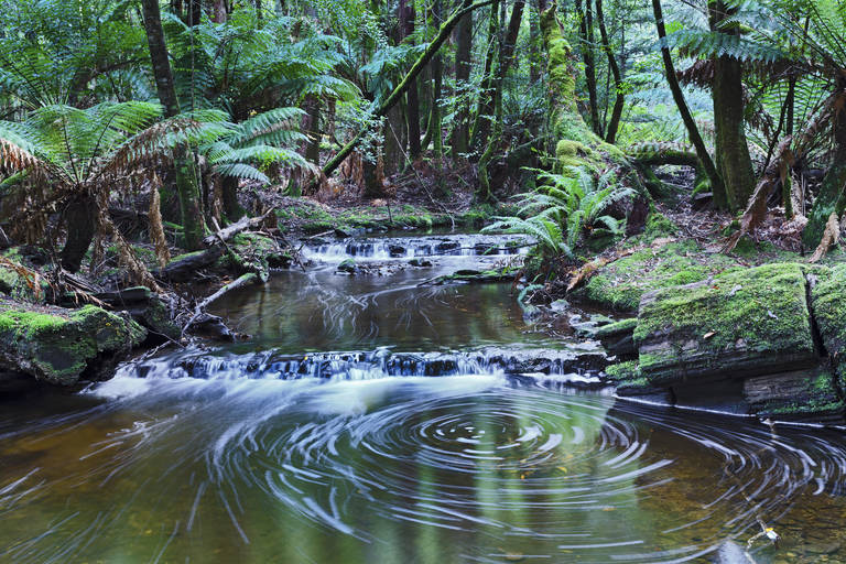 Mount Field National Park