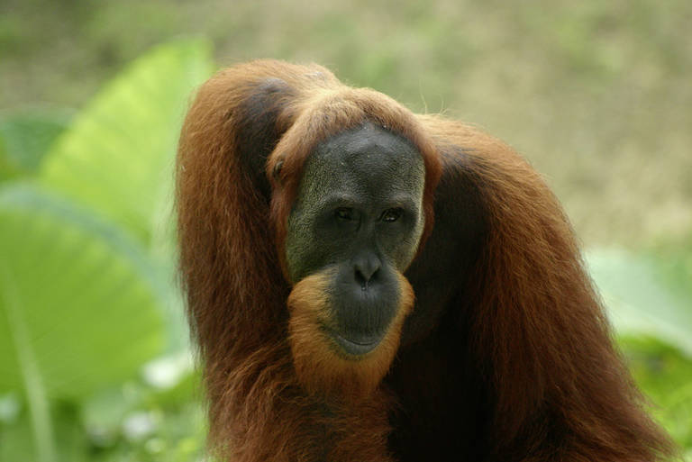 Orang-oetan in Borneo