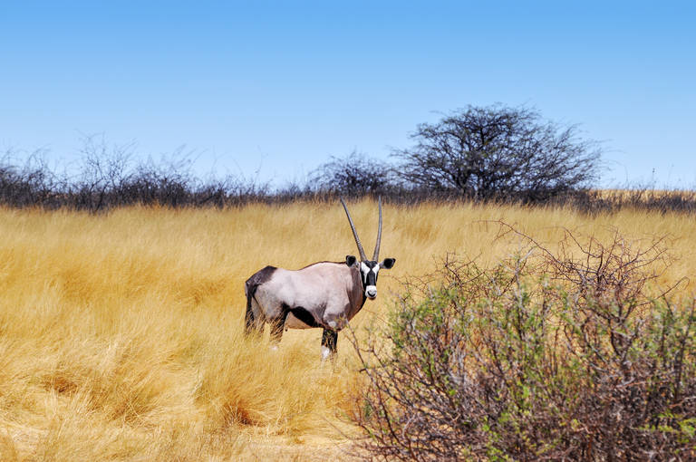 Oryx in Etosha National Park