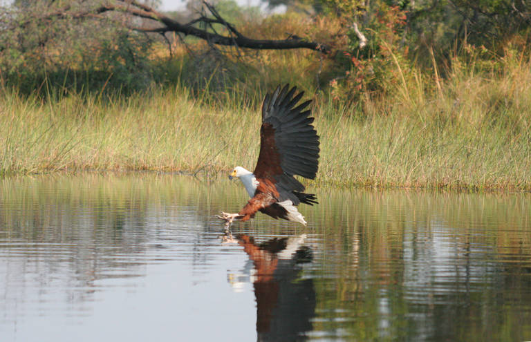 Adelaar bij Okavango Delta