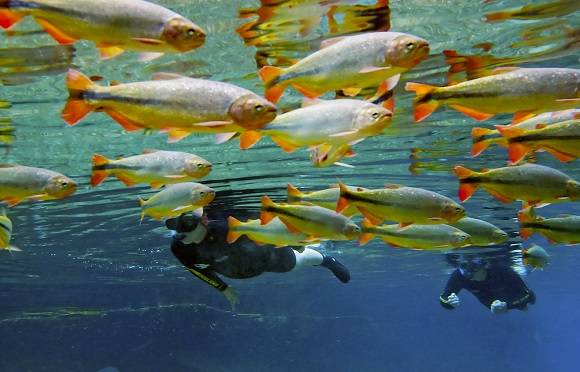 Snorkelen in kristal helder water