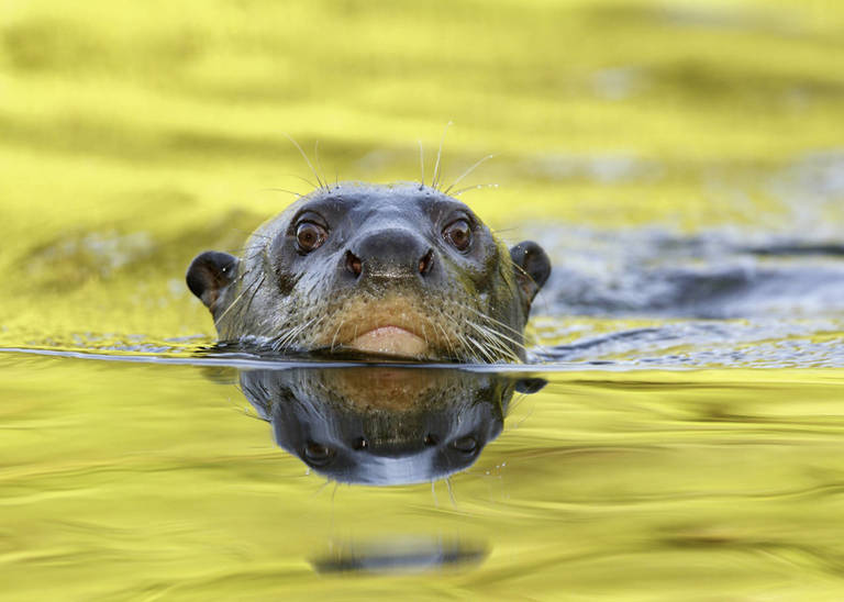 Otters spotten