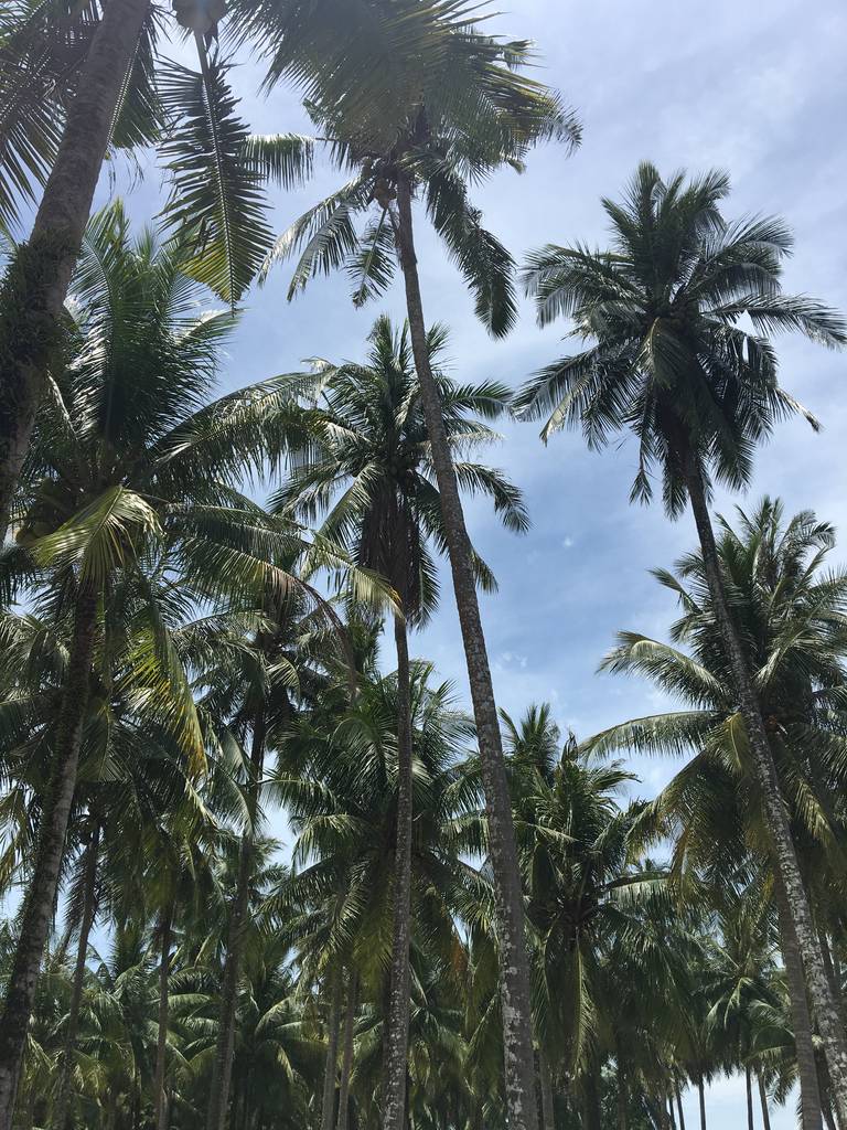 Palmbomen op Koh Rong