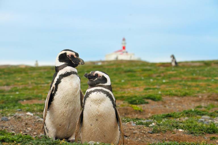 Pinguins op Magdalena Island