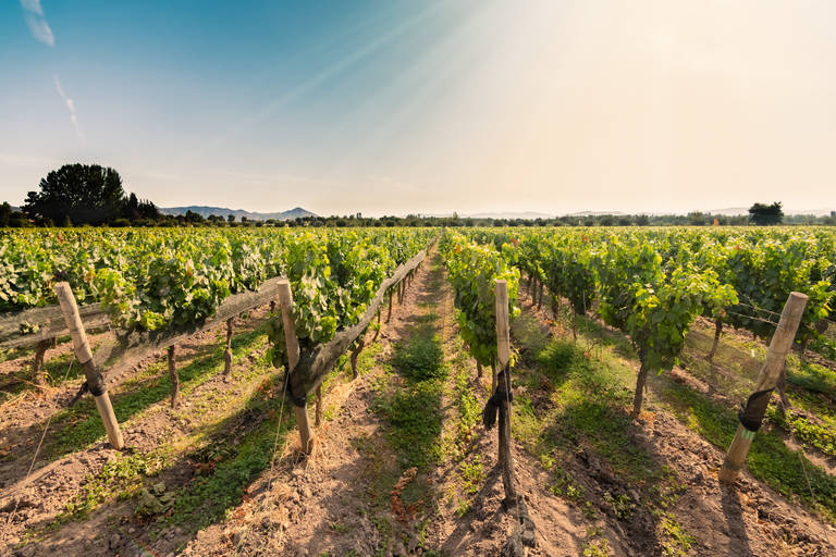 Colchagua-vallei