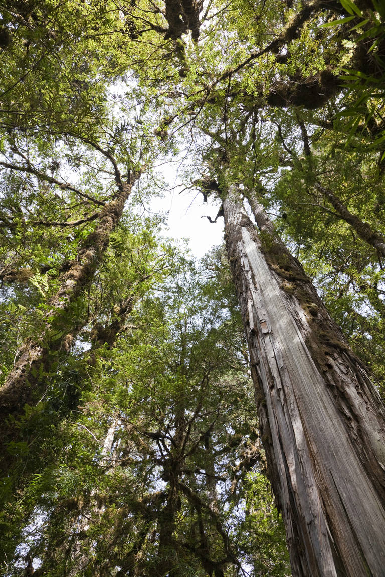 Hoge bomen in Pumalín National Park