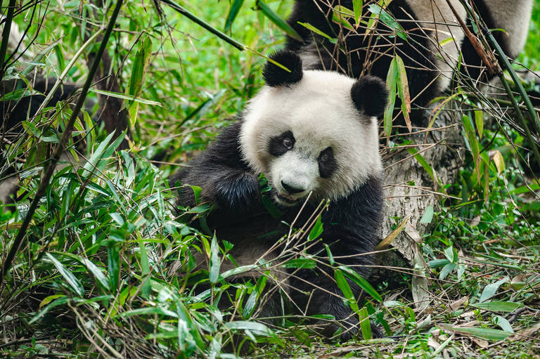 Panda in Chengdu
