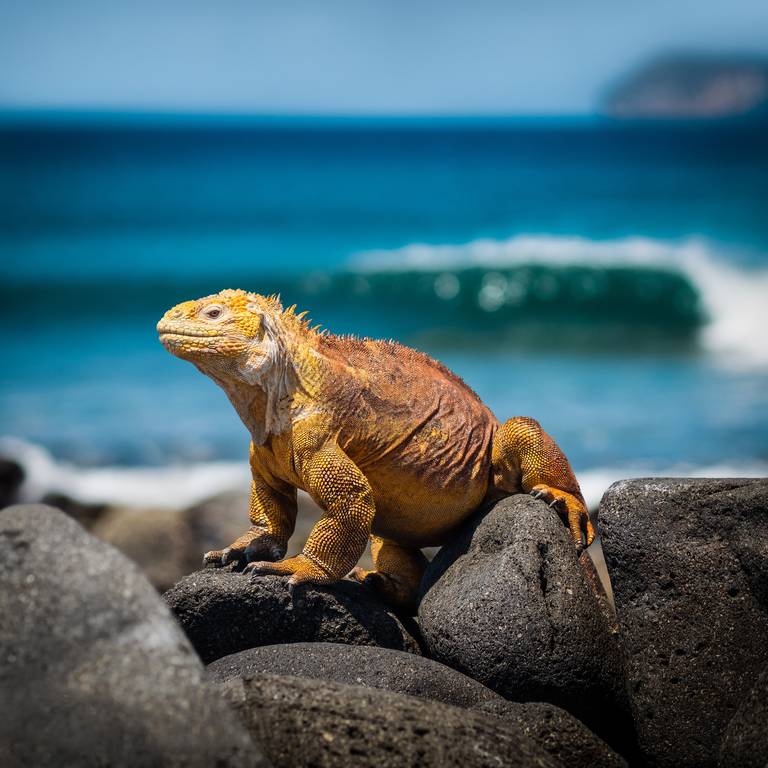 Leguaan, Galapagos