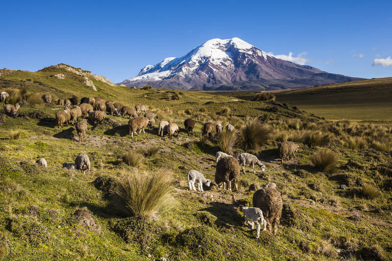 Chimborazo Vulkaan