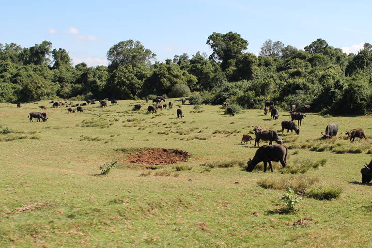 Aberdare National Park