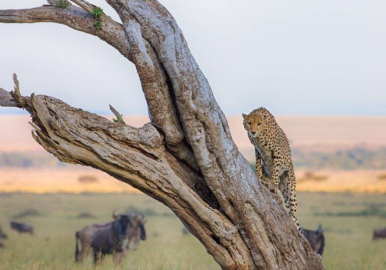 Cheetah in boom