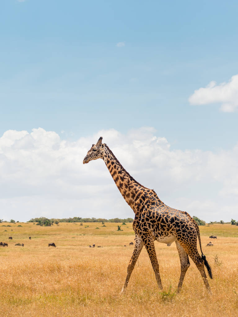 Giraffe in de Masai Mara