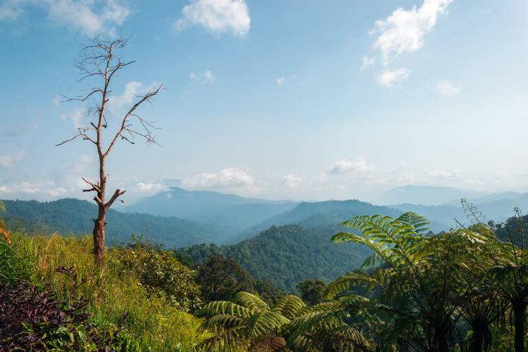 Belum Rainforest