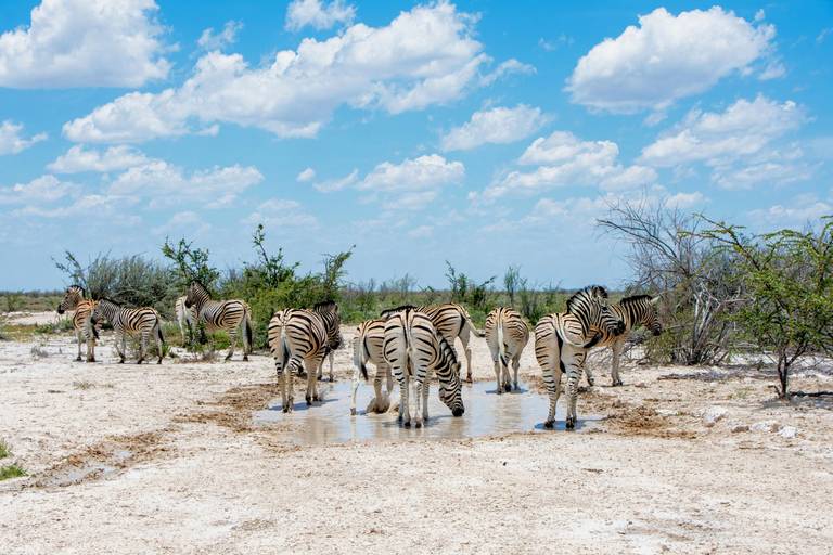 Zebra's in Etosha