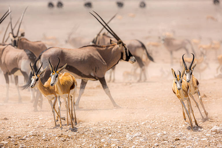 Etosha National Park