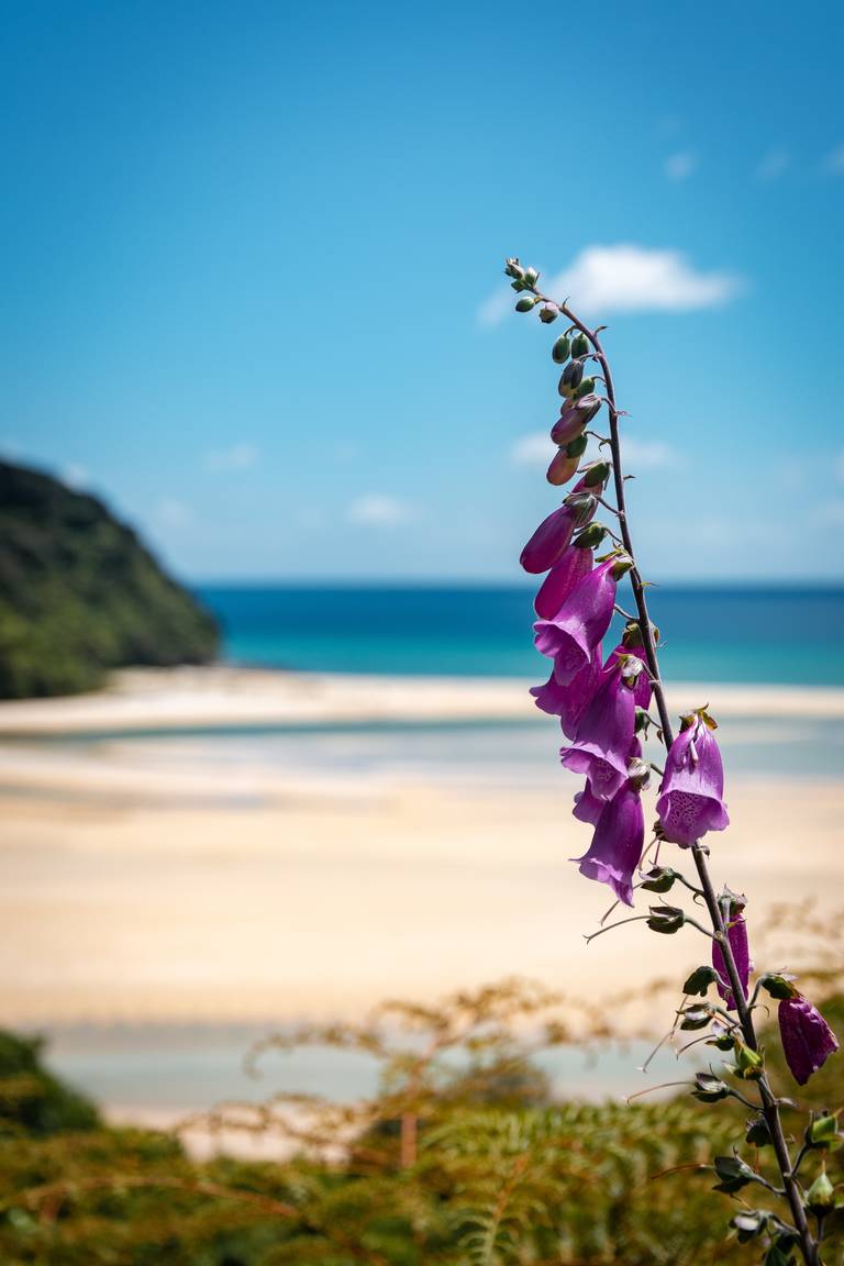 Abel Tasman